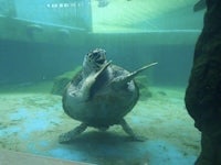 a turtle is swimming in an aquarium